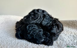 Toy Poodle dogs for sale: 🐾 Toy Poodle Puppies for Sale–Champion Bloodline - Image 5