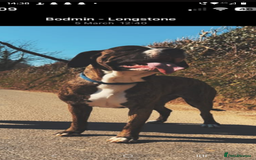 Mixed Breed dogs for sale: Mastiff cross  - Image 2