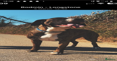 Mixed Breed dogs - Advert 2