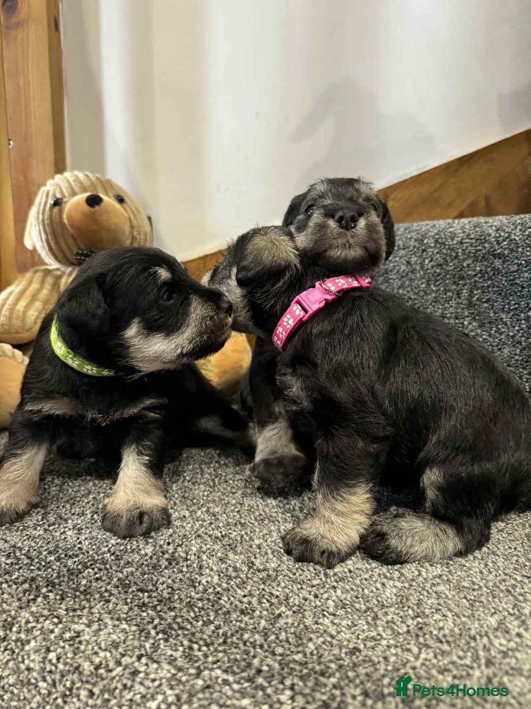 Miniature Schnauzer dogs for sale: Miniature Schnauzer Puppies KC/BVA/MAC Tested - Image 16