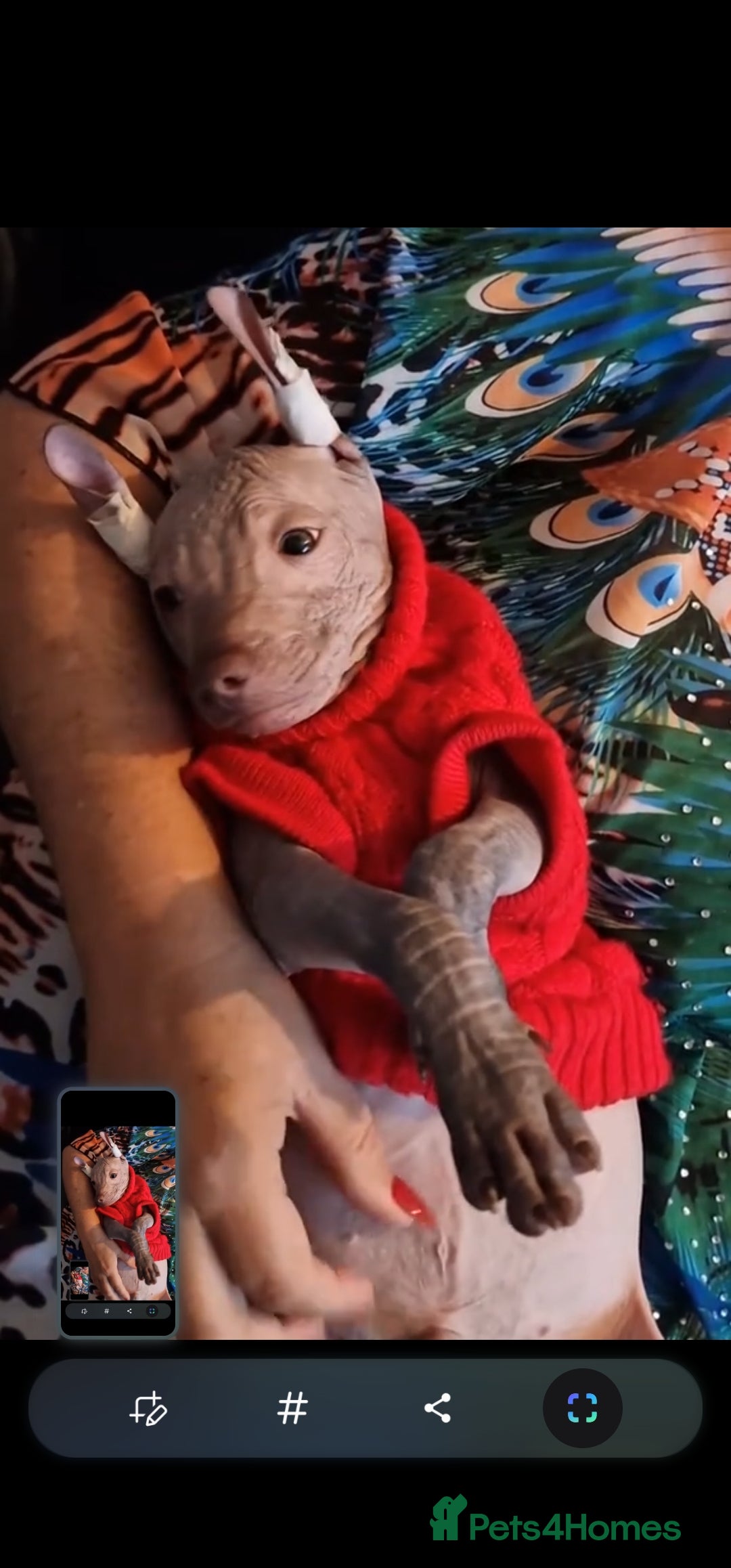 Mexican Hairless dogs for sale: Stunning 2 mini red boy pet. - Advert 13