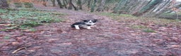 Border Collie dogs for sale: Border collie - Advert 3