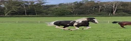 Irish Cob horses for sale: 8yo cob x project in Lancaster - Advert 13