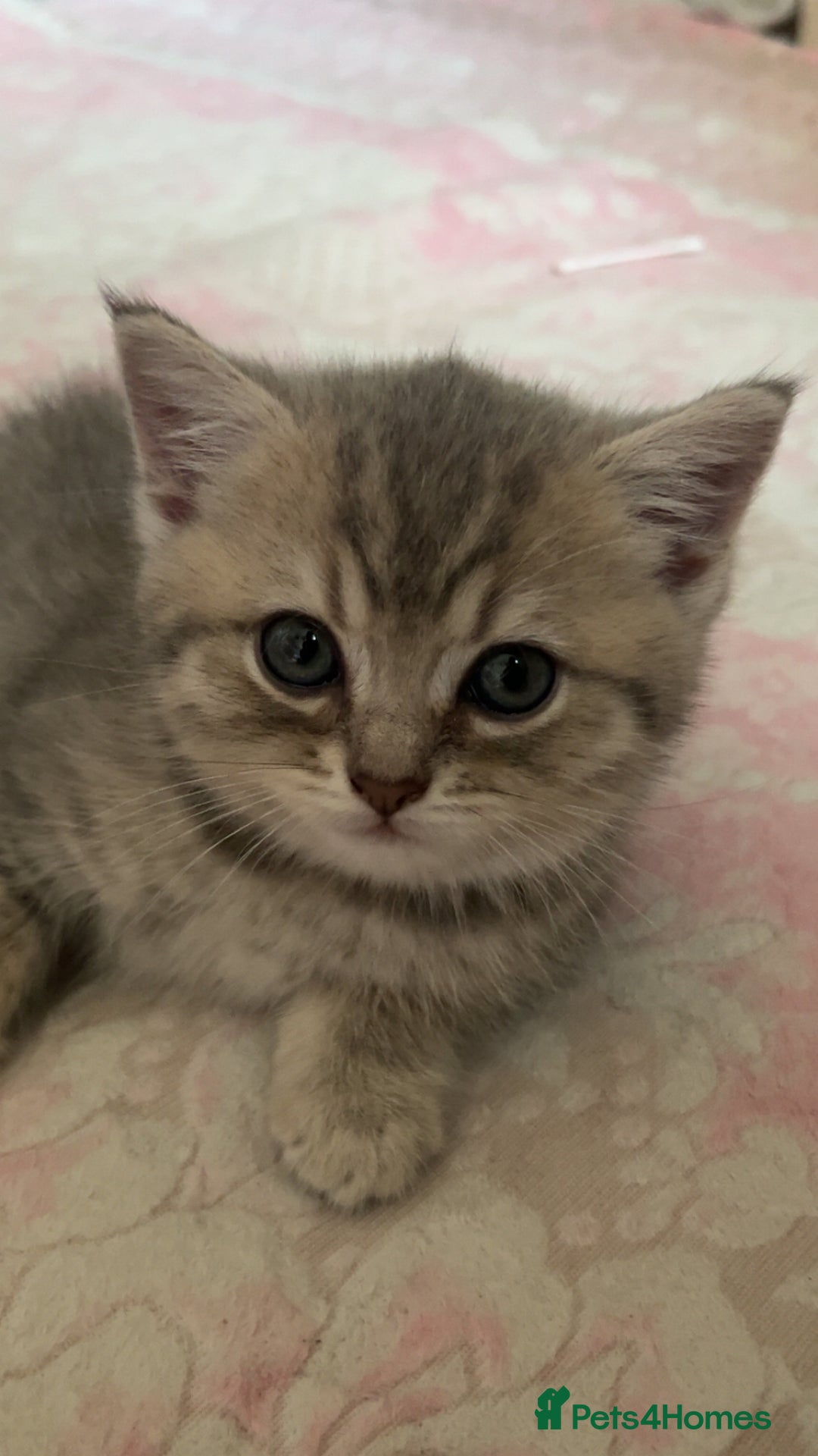 British Shorthair cats for sale: Scottish Straight/British Shorthair - Image 11