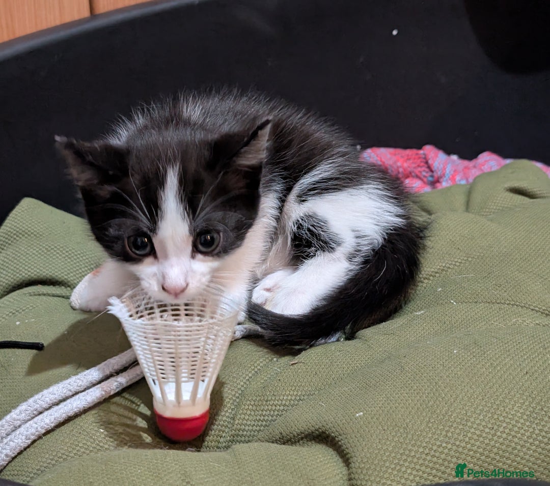 Mixed Breed cats for sale: Last kitten from this litter available now. - Image 7