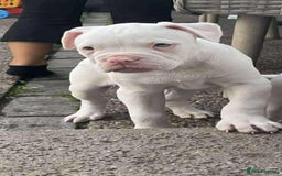 American Bulldog dogs for sale: Puppy - Image 4