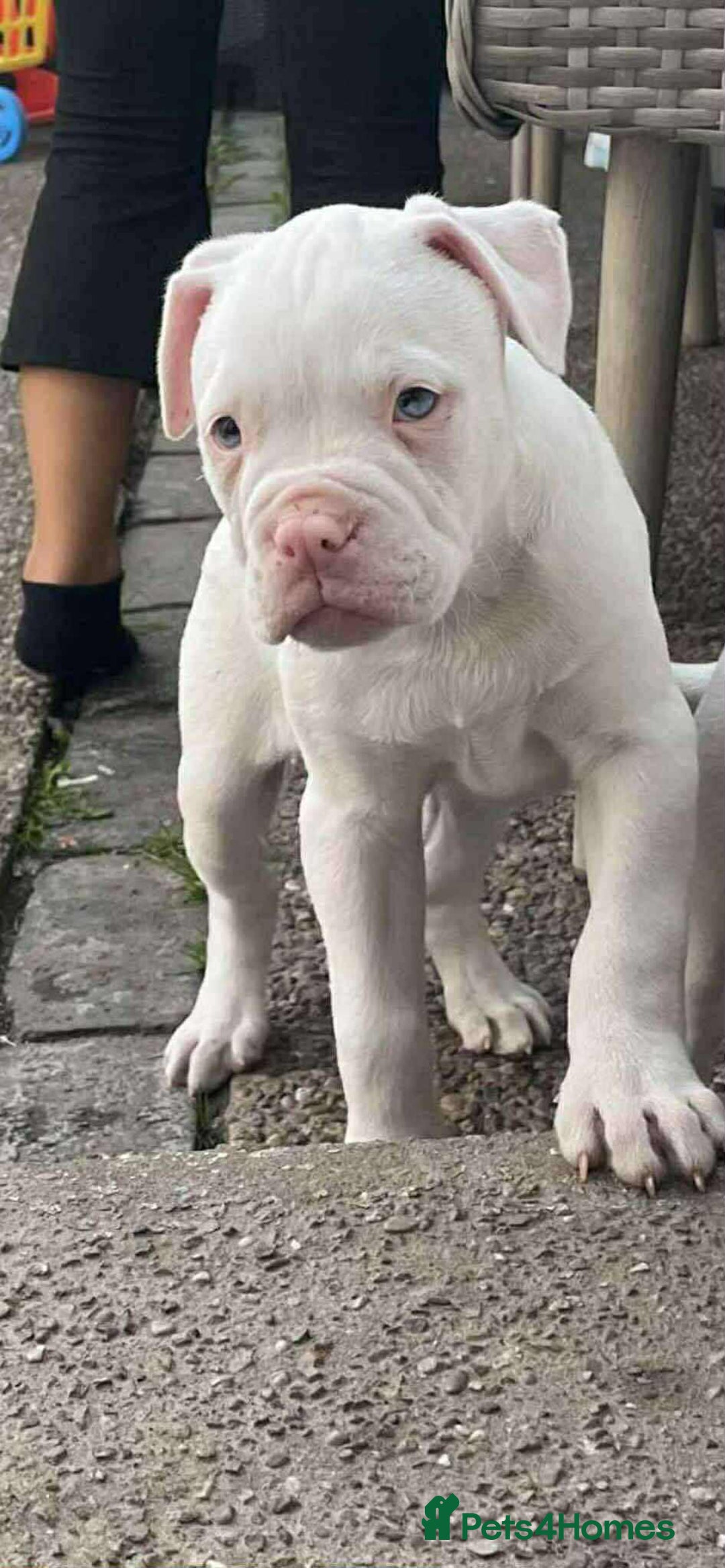 American Bulldog dogs for sale: Puppy - Image 4