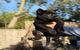 German Shepherd dogs for sale: German Shepherd Puppies - exceptional bloodline  - Image 8