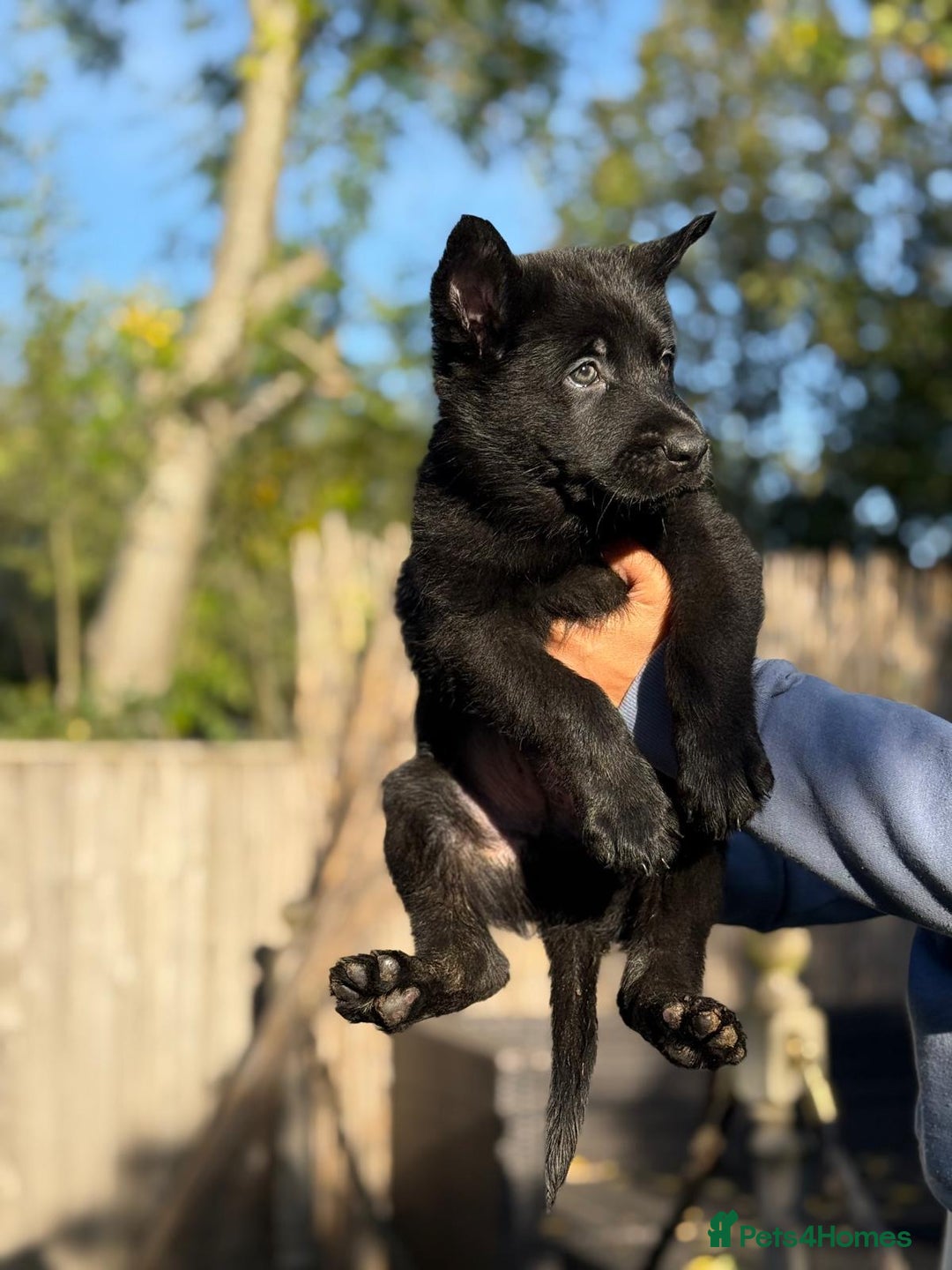 German Shepherd dogs for sale: German Shepherd Puppies - exceptional bloodline  - Image 8