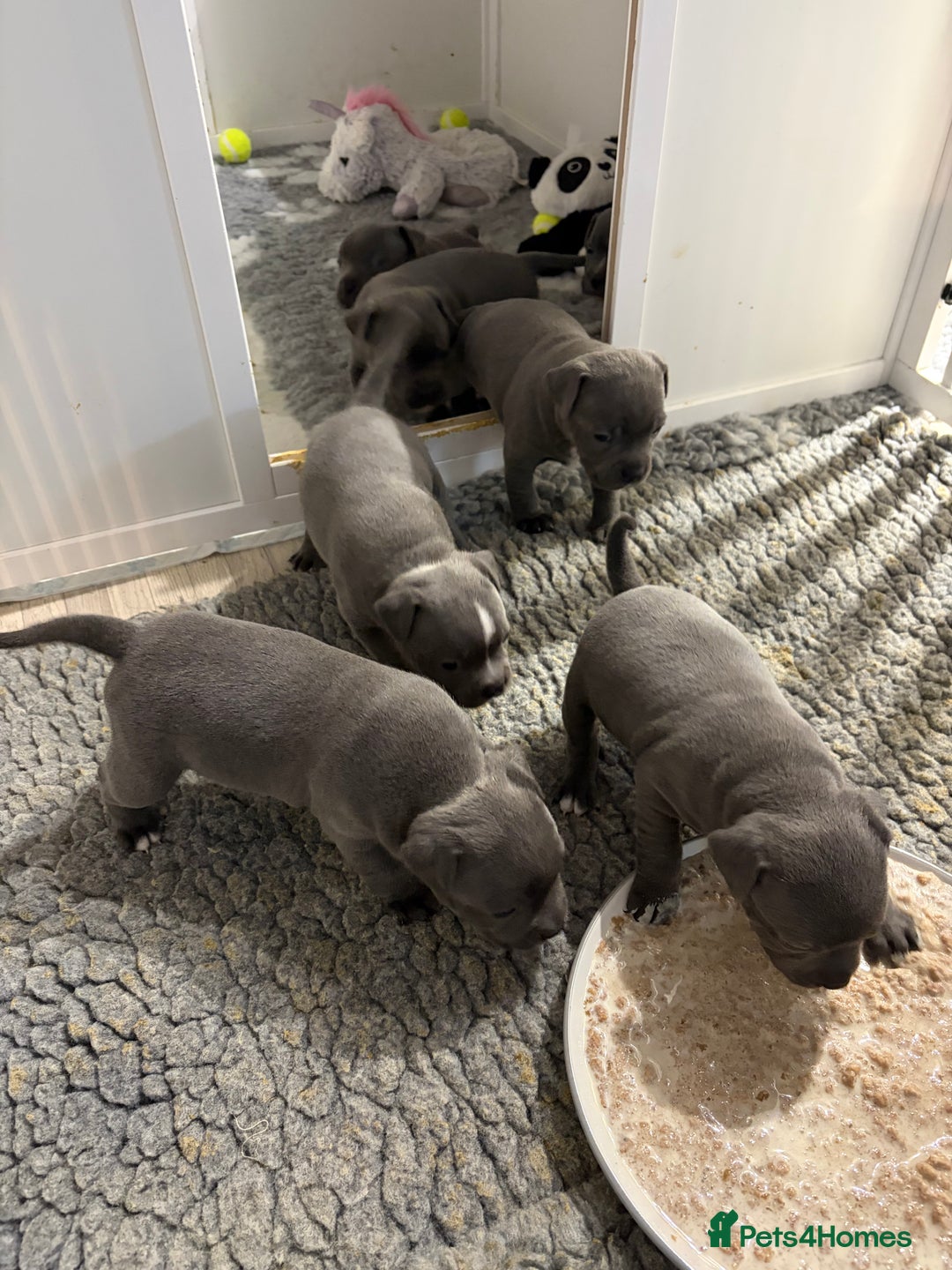 Staffordshire Bull Terrier dogs for sale: Pure Pedigree Blue Staffie Pups - Advert 18