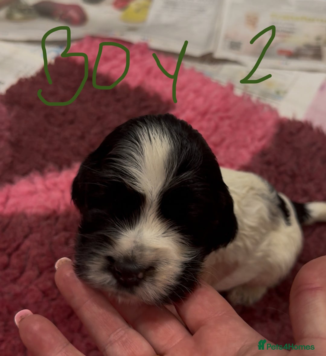 Cocker Spaniel dogs for sale: KC show cocker puppies black white boys - Image 26