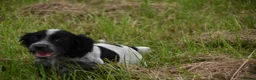 Cocker Spaniel dogs for sale: Mixed colour litter of working cockers  - Advert 3