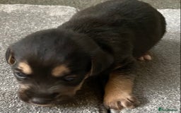 Jack Russell dogs for sale: 6 Jack Russell Puppies  - Advert 5