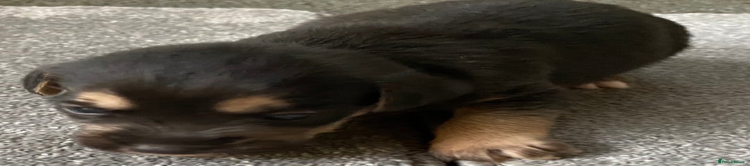 Jack Russell Puppy 2