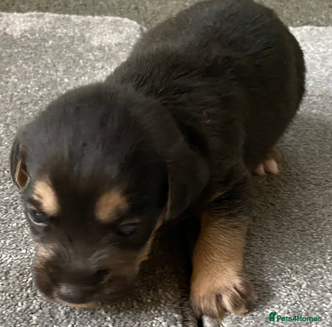 Jack Russell dogs for sale: 6 Jack Russell Puppies  - Advert 5