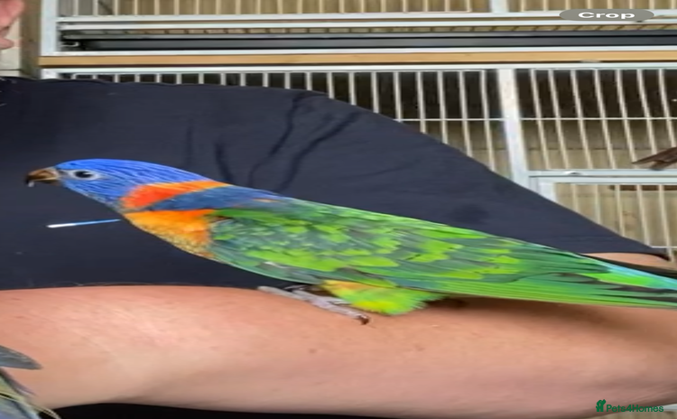 Lories birds - Advert 1