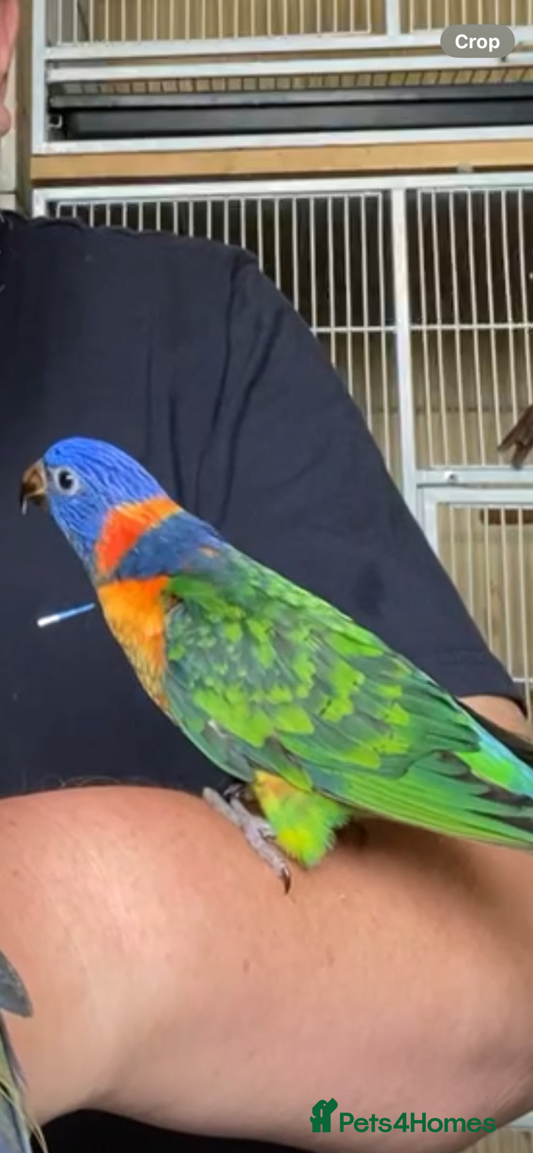 Lories birds for sale: Red collared lorikeet hand raised and silly tame  - Image 1