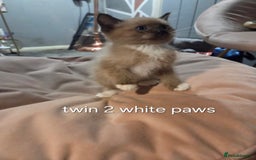 Ragdoll cats for sale: Beautiful Ragdoll Kittens - Image 1