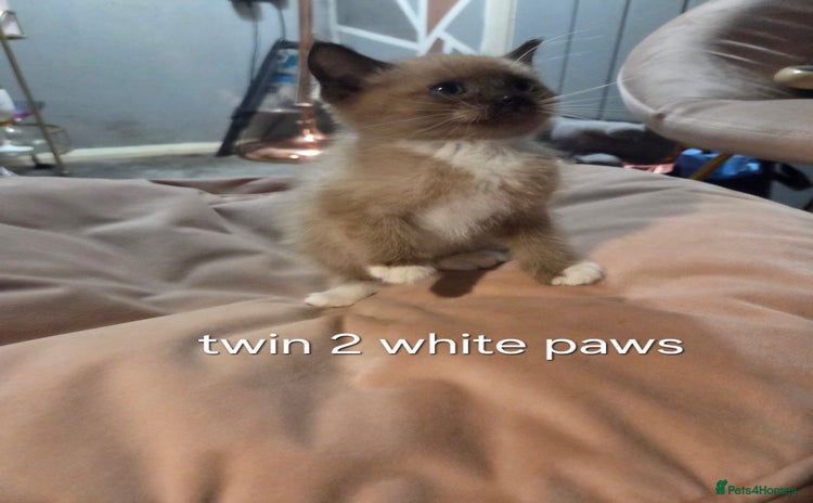 Ragdoll cats - Advert 7