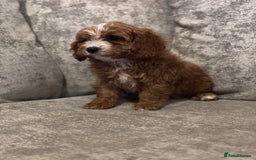 Cavapoo dogs for sale: F1 TOY CAVAPOO PUPPIES  - Image 15