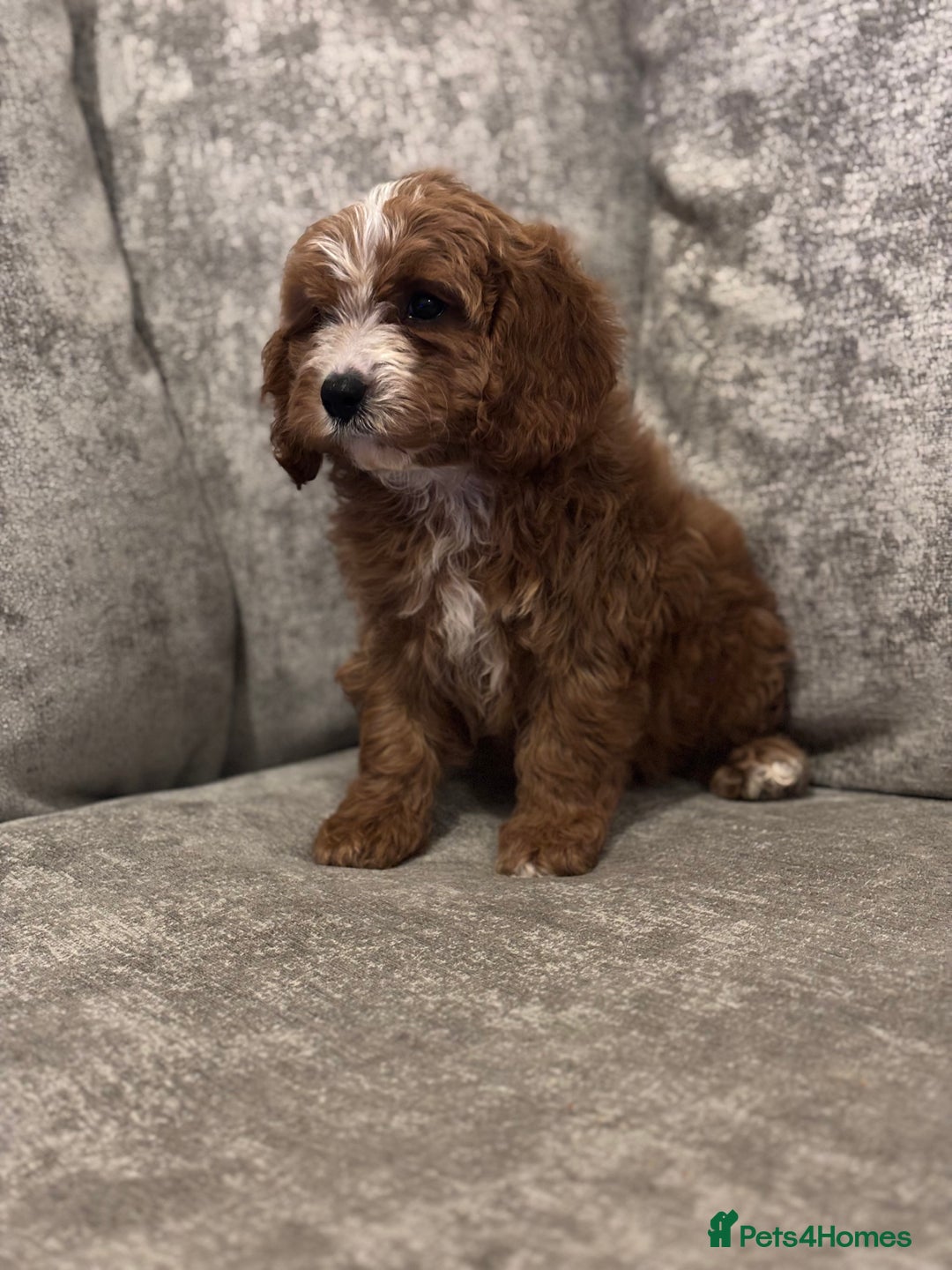 Cavapoo dogs for sale: F1 TOY CAVAPOO PUPPIES  - Image 15