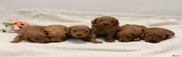 Toy Poodle dogs for sale: 🐩ASIAN Red Purebred Poodle Puppies|DNA Clear🧬 - Advert 6