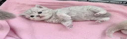 British Shorthair cats for sale: last GCCF British shorthair kitten to reserve - Advert 10