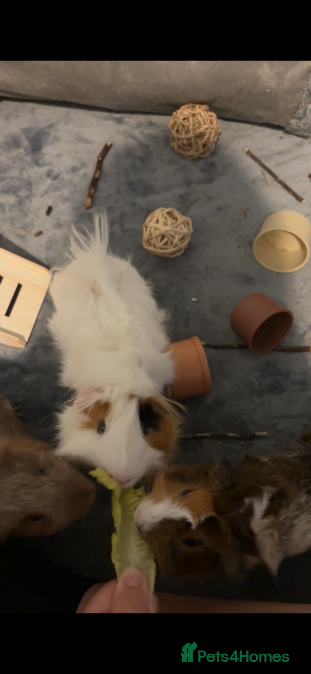 Guinea Pig rodents for sale: 3 bonded boys  - Advert 1