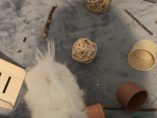 Guinea Pig rodents 3 bonded boys - Advert 1