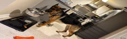 German Shepherd dogs for sale: Beautiful 2 year old  male German shepherd  in Kidwelly - Advert 4