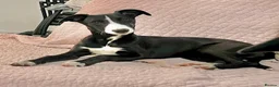 Whippet dogs for sale: Beautiful whippet girl - Advert 1