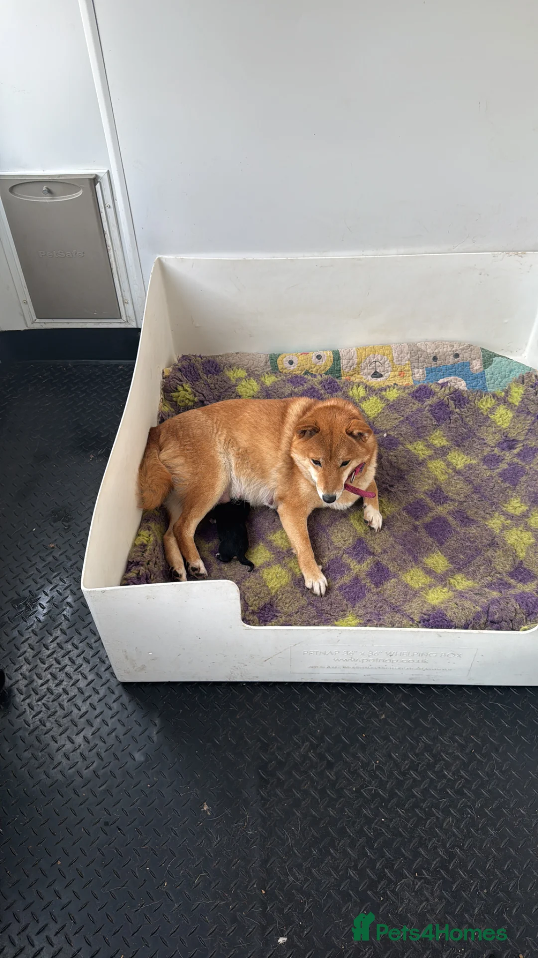 Japanese Shiba Inu dogs for sale: “Last but not least.” Beautiful girl cancelation  - Advert 2