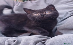 British Shorthair cats for sale: Ready now! Affectionate Black GCCF female - Image 11