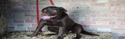 Labrador Retriever dogs for sale: Chocolate lab female  - Advert 23