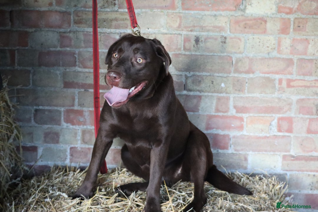 Labrador Retriever dogs for sale: Chocolate lab female  - Advert 23