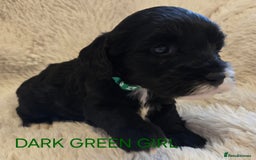 Tibetan Terrier dogs for sale: Adorable fluffy TToodle puppies  - Image 18