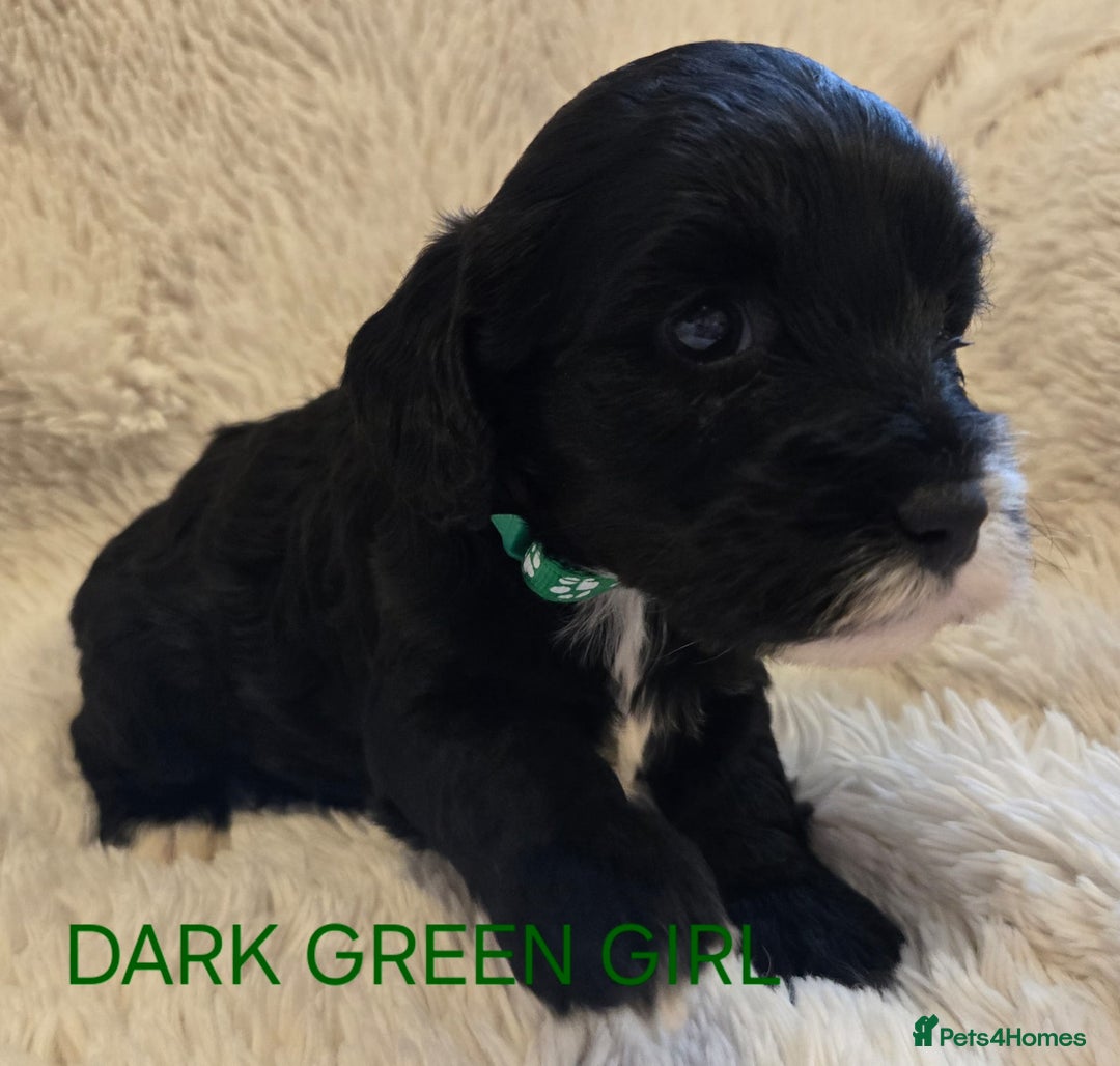Tibetan Terrier dogs for sale: Adorable fluffy TToodle puppies  - Image 18