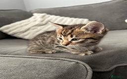 Mixed Breed cats for sale: 2 beautiful male kittens ready to go! - Image 10