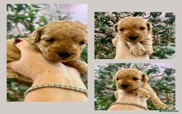 Cockapoo dogs for sale: 4⭐️Licensed Breeder Cockapoo Puppies - Image 14