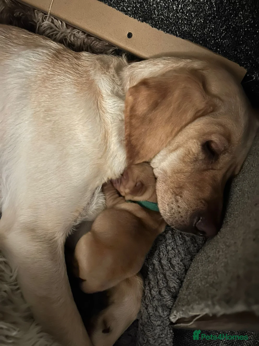 Labrador Retriever dogs for sale: 9 pups Only 4 left, All beautiful boys born 19/01 - Advert 11