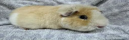 Guinea Pig rodents for sale: Gorgeous Teddy Guinea Pigs Available - Advert 1