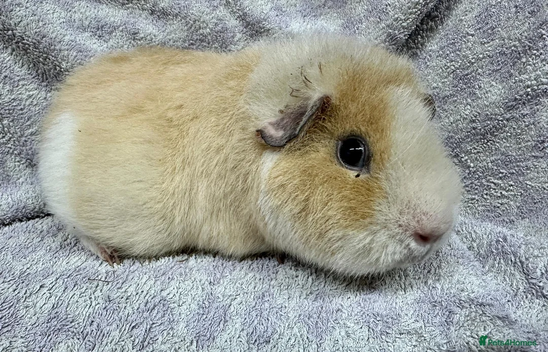 Guinea Pig rodents for sale: Gorgeous Teddy Guinea Pigs Available - Advert 1