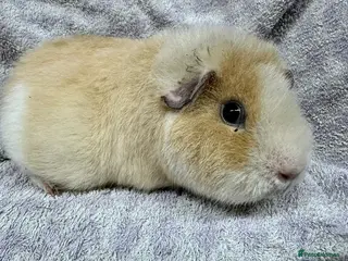 Guinea Pig rodents Gorgeous Teddy Guinea Pigs Available - Advert 1