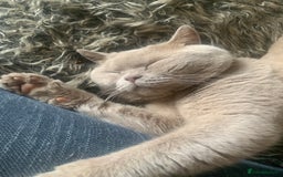 Mixed Breed cats for sale: Part Persian  - Image 23