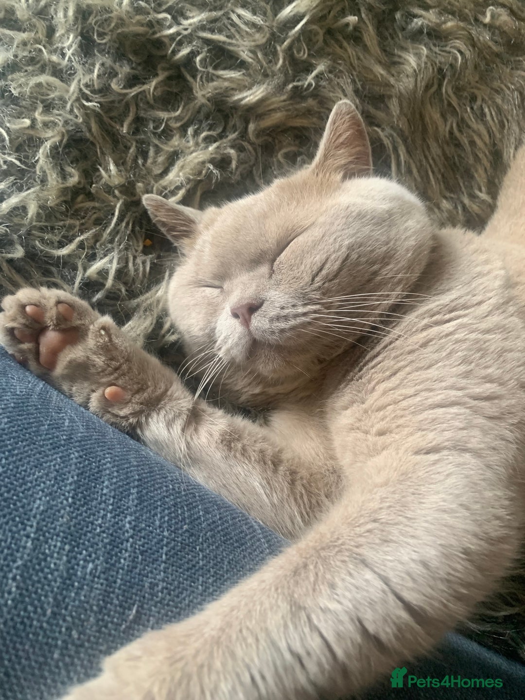 Mixed Breed cats for sale: Part Persian  - Image 23