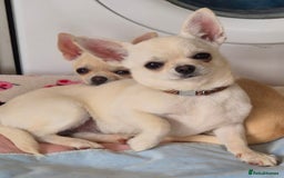 Chihuahua dogs for sale: KC registered 10 month ago smooth dog puppy  - Image 1