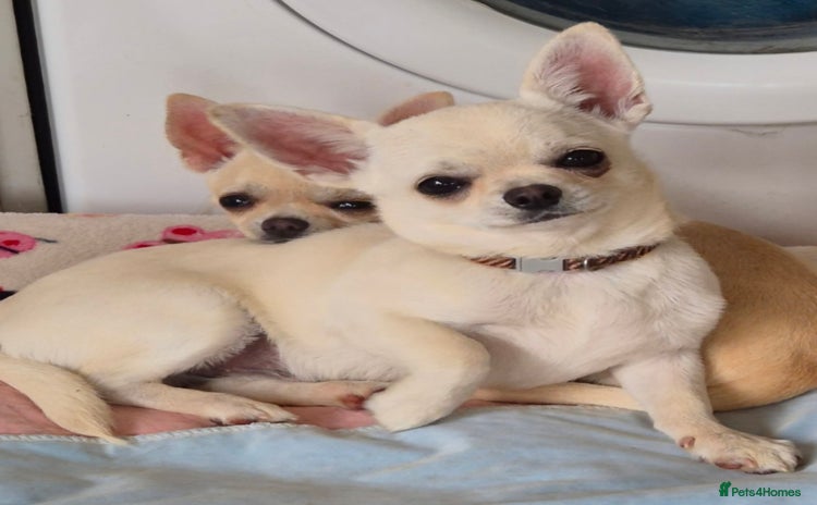 Chihuahua dogs - Advert 3
