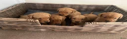Labrador Retriever dogs for sale: PLAYFUL DEEP FOX RED LITTER, FULLY HEALTH TESTED - Advert 12