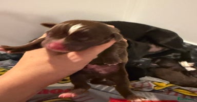 Mixed Breed dogs - Advert 11