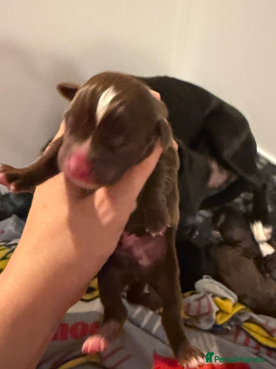 Mixed Breed dogs for sale: French bulldog/terrier cross  - Image 4